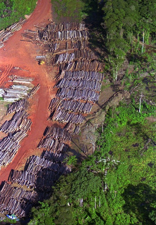 FILE - Logs tagged for export are lined up along the Suriname River near Asidonhopo, Suriname July 14, 1995. (AP Photo/John McConnico,File)
