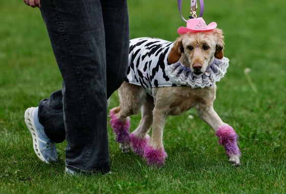 Mabel takes part in a fashion show during Barkfest at Red River Exhibition Park on Sunday. (John Woods / Free Press)