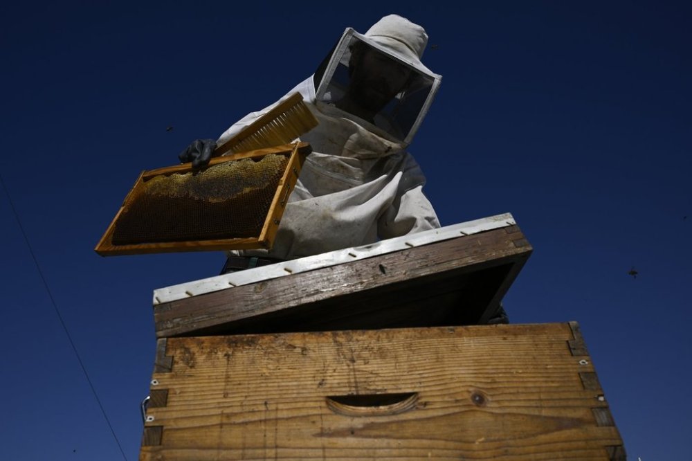 Nikos Chadjilias places a frame with honey in an empty beehive on the roof of a building in the Ilioupoli suburb of Athens, Greece, July 3, 2025. (AP Photo/Michael Varaklas)