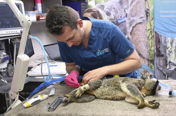 A koala being treated for chlamydia by senior Veterinarian Dr Julian Grosmaire at the Endeavour Veterinary Ecology at Toorbul, north of Brisbane, Australia. (Darren England/AAP Image via The Associated Press)