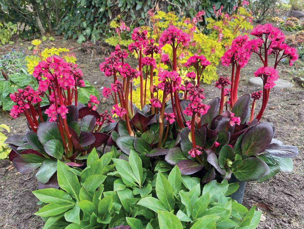 Terra Nova Nurseries photo
                                A long-lived perennial, Bergenia Vintage Rose features glossy leaves and large clusters of bright rose flowers in spring.