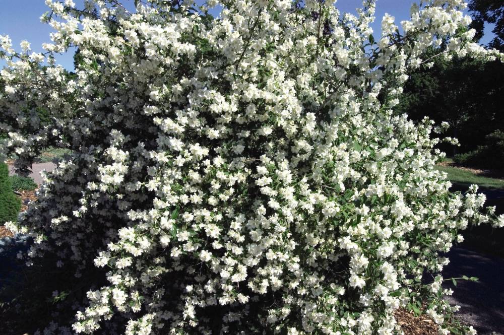 Bailey Nurseries photo
                                Hardy to zone 2, Blizzard Mock Orange is a 2-metre tall shrub that is covered in masses of fragrant white flowers in June.