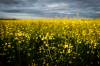 Jeff McIntosh / THE CANADIAN PRESS files
                                Canola plants bloom in a pasture on a farm near Cremona, Alta.