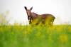 A moose grazes in a field of canola bordering the Trans-Canada Highway west of Brandon last year. On Monday, the Manitoba Wildlife Federation applied for a judicial review of the province’s decision to reduce the number of available moose tags for four hunting areas in northern Manitoba. (File)