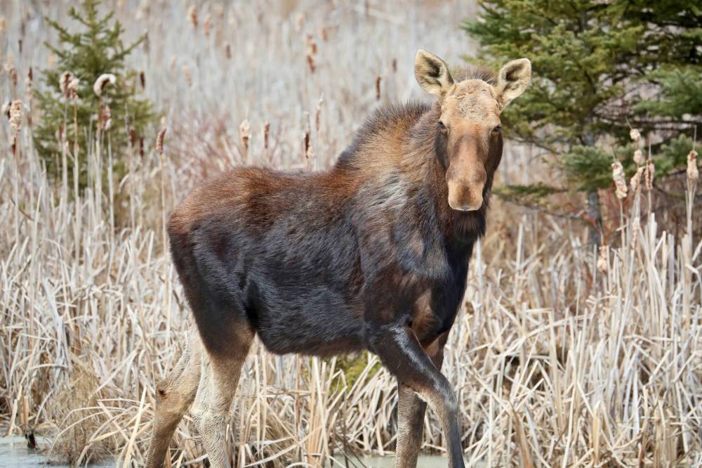 Tim Smith / The Brandon Sun files
Chief Heidi Cook said Misipawistik Cree Nation was surprised to learn in May that the province issued 136 licences and 68 tags for bull moose for three areas in the territory.