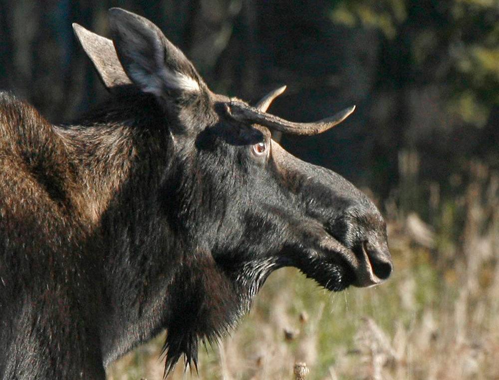 Pimicikamak Cree Nation doesn’t consent to moose hunting licences being used within the Cross Lake Resource Area and Cross Lake Registered Trapline Section. (Toby Talbot / The Associated Press files)