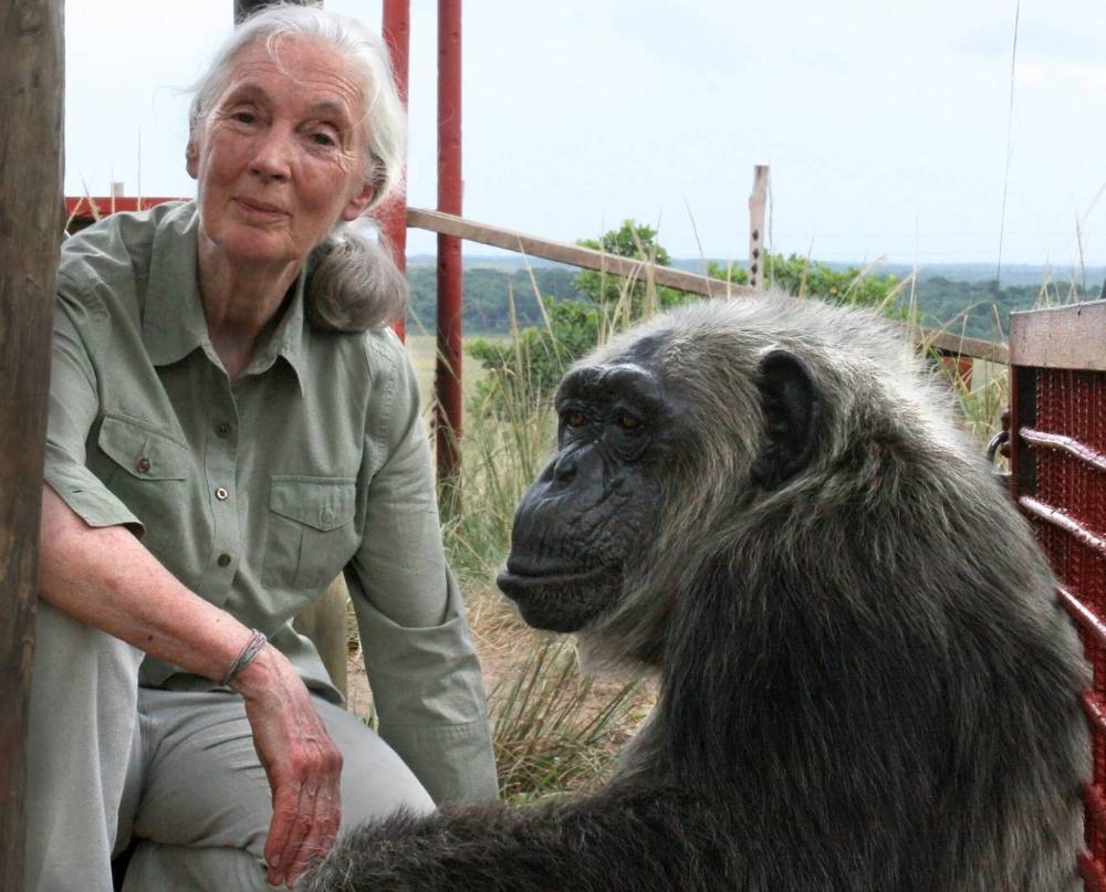 Fernando Turmo / Jane Goodall Institute
Many primatologists, such as Jane Goodall, become conservationists by necessity, confronting the effects of habitat loss and the pet trade on primate populations.