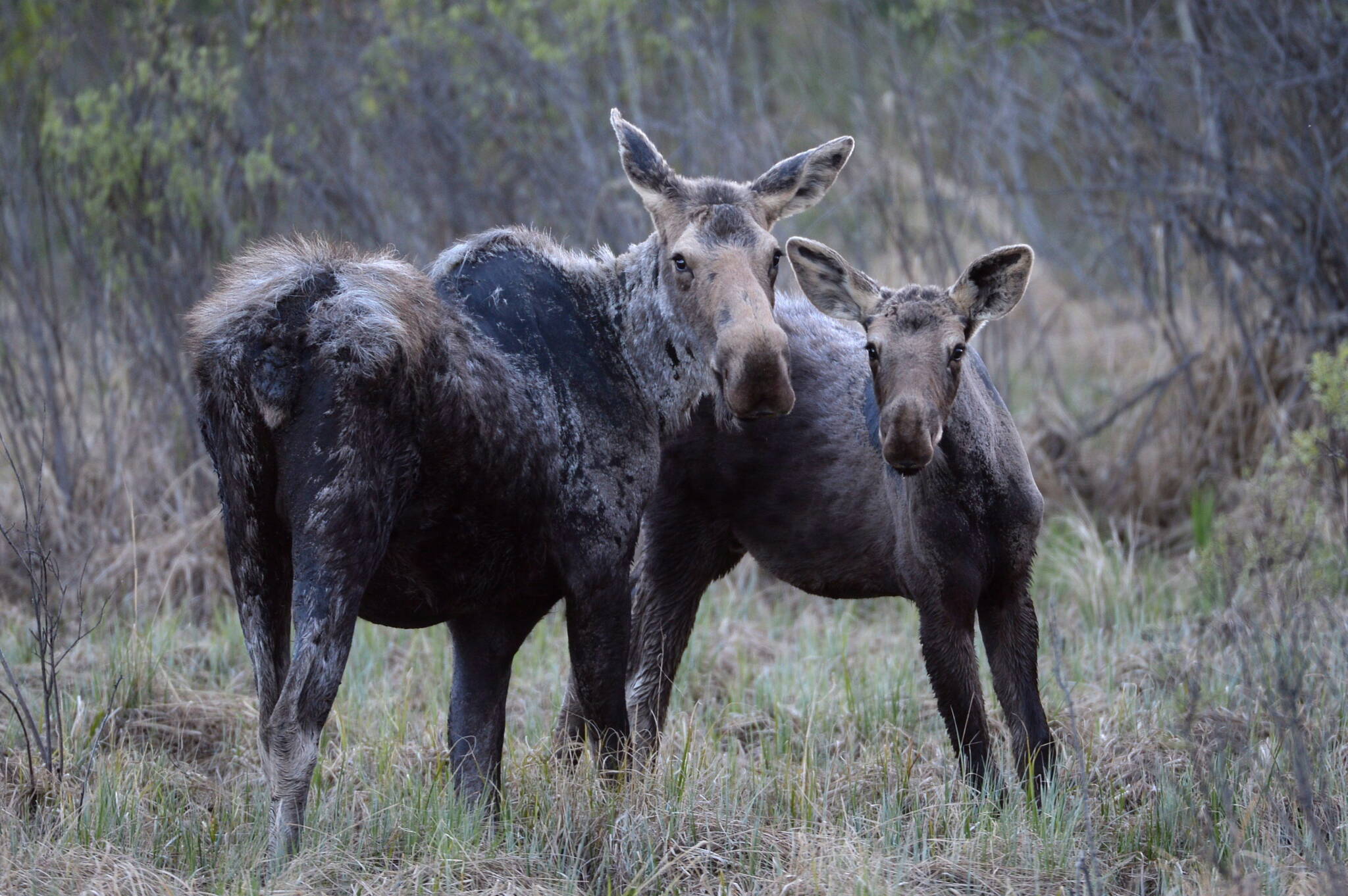 Only Moratorium Can Save Moose Population: MWF – Winnipeg Free Press