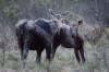 Jonathan Hayward / THE CANADIAN PRESS FILES
                                Manitoba Conservation’s 2023 aerial survey indicated “significantly declining moose populations” in game-hunting areas in western Manitoba.