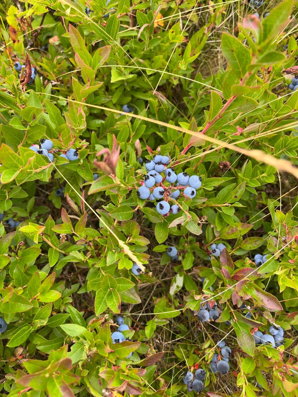 Russell Wangersky / Free Press
Fall blueberries, Conception Bay North, NL.