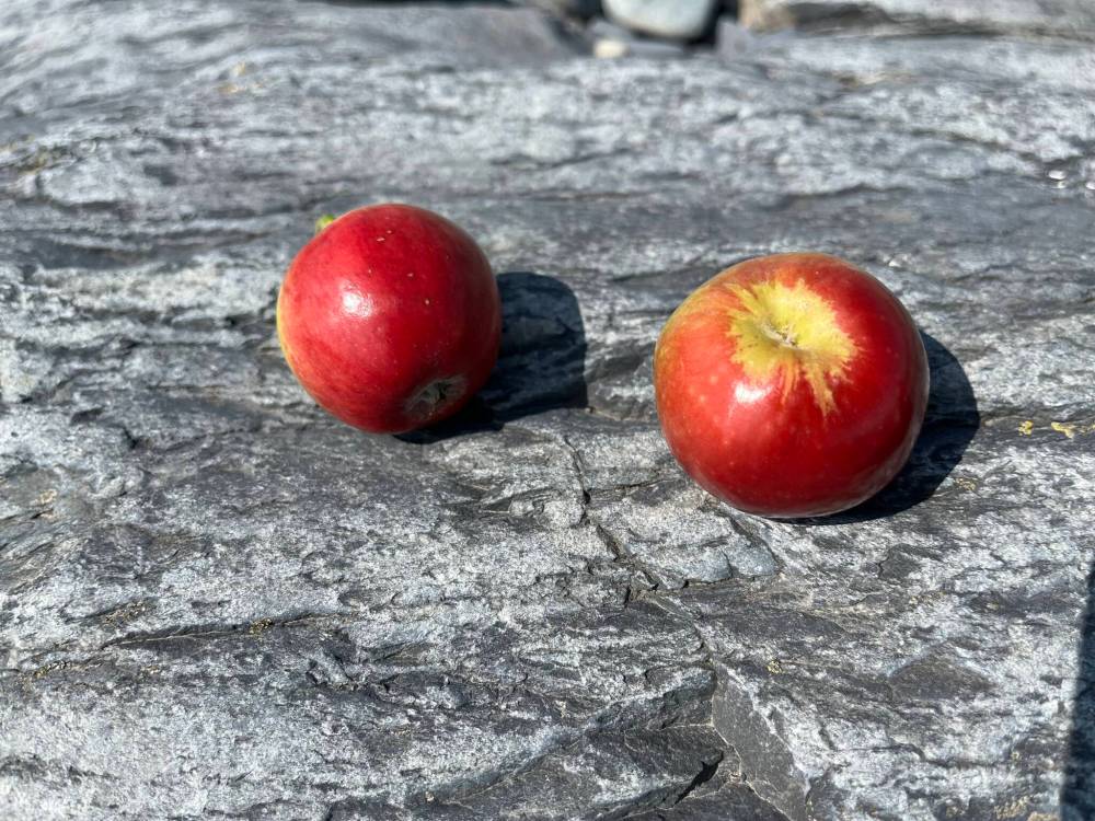Russell Wangersky / Free Press
Wild apples, Adam’s Cove, NL
