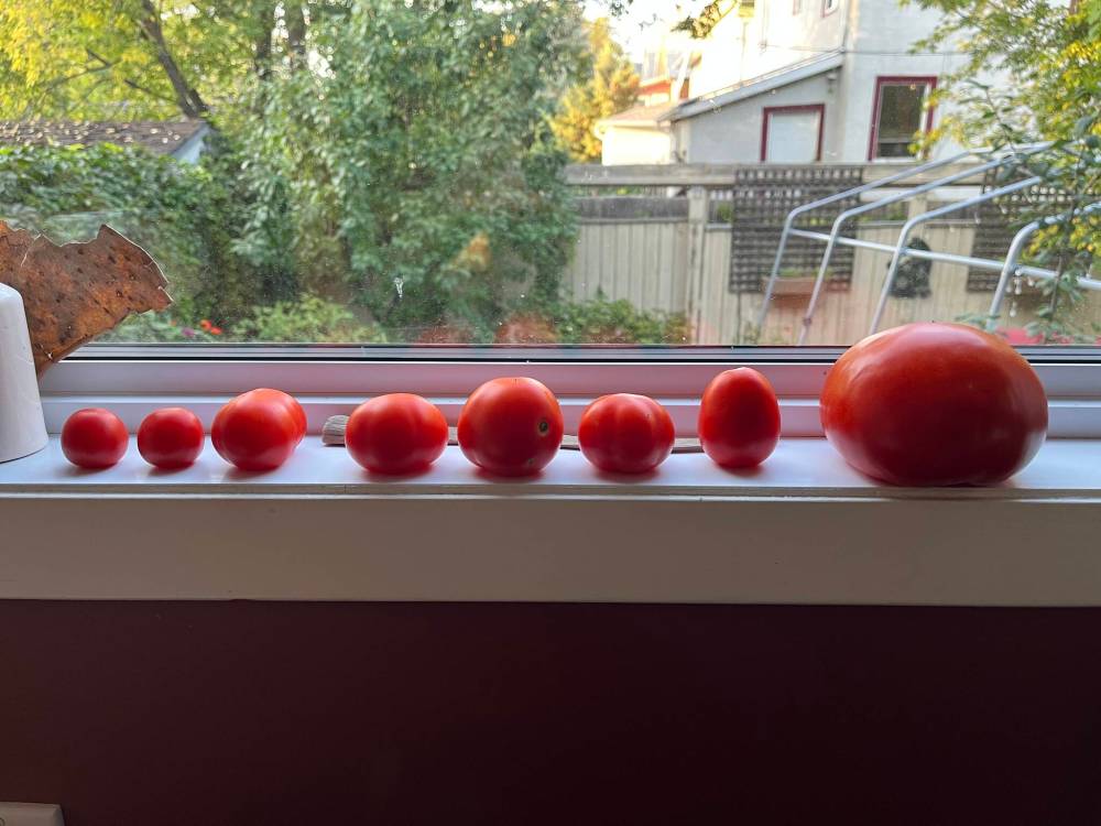 Russell Wangersky / Free Press
The last of the window-ledge tomatoes finish ripening.