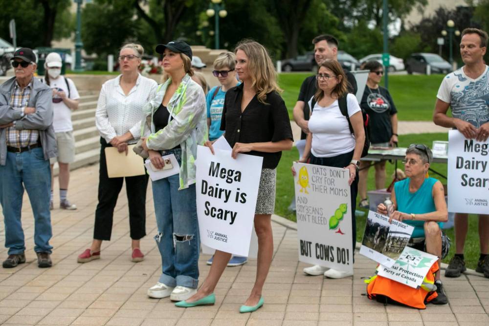 BROOK JONES/FREE PRESS
A rally to oppose Riverview’s mega-dairies that could threaten the Red River Watershed takes place on the grounds of the Manitoba Legislative Building in Winnipeg, Man., Thursday, Aug. 21, 2025. The rally was organized to bring attention to the environmental, public health, and animal welfare concerns from these massive industrial facilities. Pictured: Director of Legal Advocacy, Animal Justice Kaitlyn Mitchell holds a Animal Justice ‘mega dairy is scary’ sign during the rally.