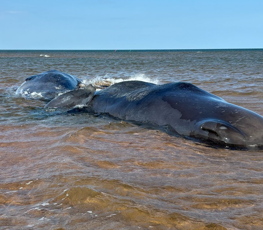 A beached sperm whale is shown in P.E.I. in this handout photo provided by Fisheries and Oceans Canada. THE CANADIAN PRESS/Handout — Fisheries and Oceans Canada (Mandatory Credit)