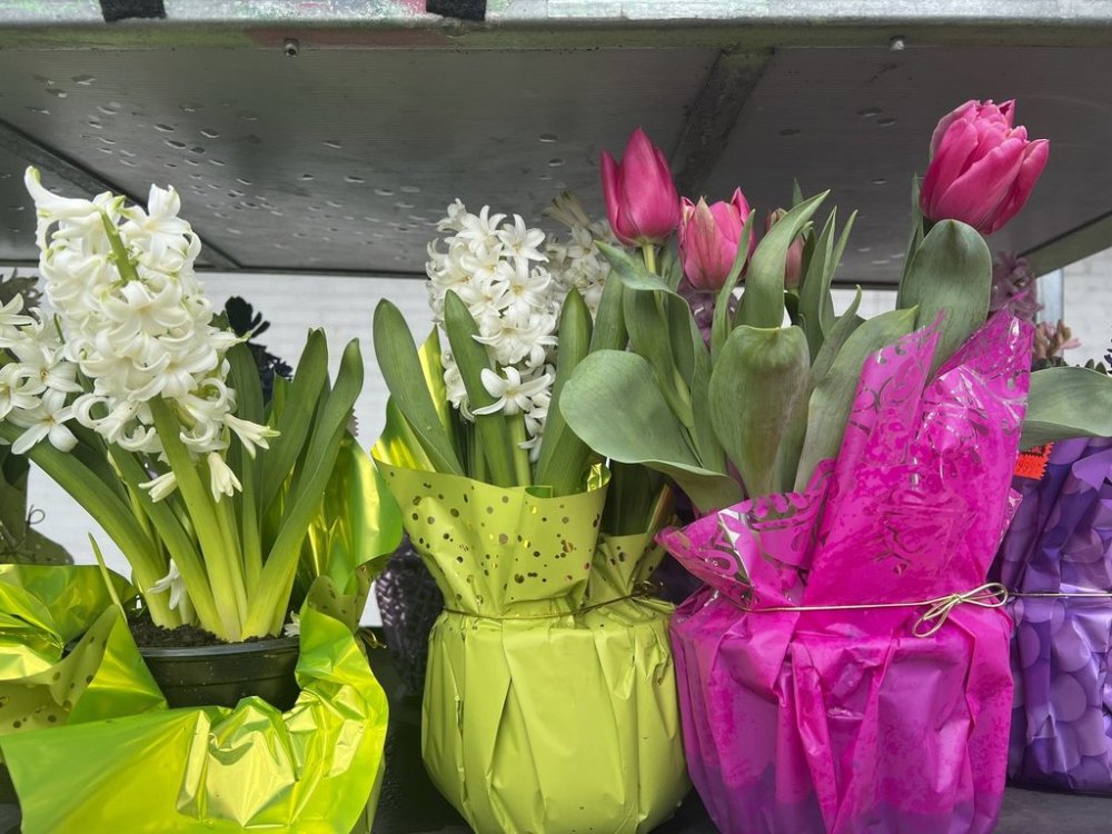 This March 17, 2024, image provided by Jessica Damiano shows forced spring bulbs for sale in Long Island, N.Y. (Jessica Damiano via AP)