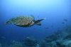FILE - A type of Pacific green sea turtle swims through the water off of Wolf Island, Ecuador in the Galapagos on June 10, 2024. (AP Photo/Alie Skowronski, File)