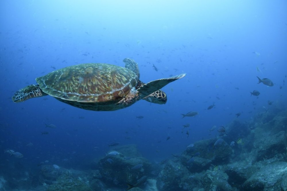 FILE - A type of Pacific green sea turtle swims through the water off of Wolf Island, Ecuador in the Galapagos on June 10, 2024. (AP Photo/Alie Skowronski, File)