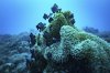 FILE - Fish swim at Havannah Harbour, off the coast of Efate Island, Vanuatu, July 20, 2025. (AP Photo/Annika Hammerschlag, File)