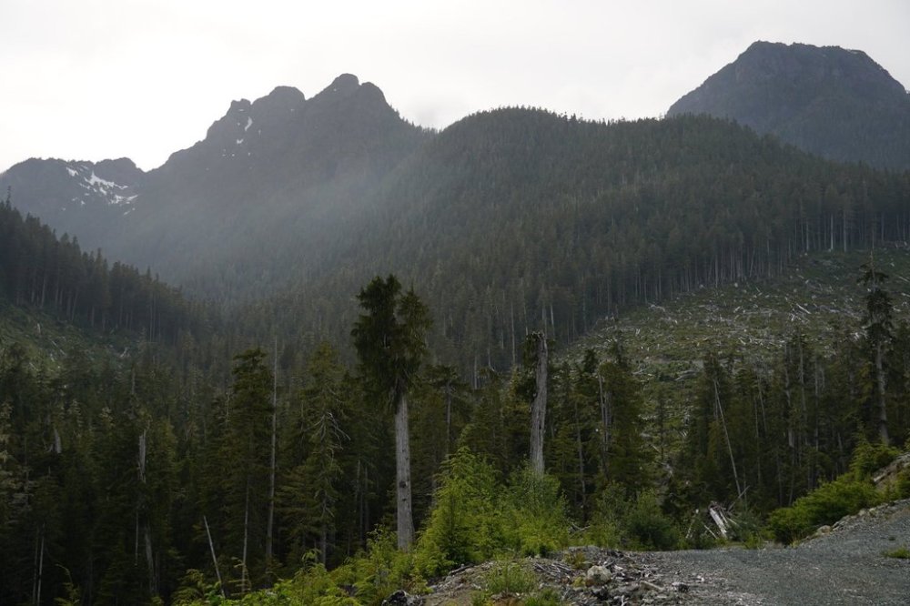 A forest and logging cut blocks on northeastern Vancouver Island are pictured in this June 11, 2025, handout photo. THE CANADIAN PRESS/Handout — Joshua Wright (Mandatory Credit)