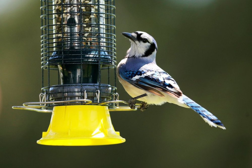 FILE - A blue jay appears on a feeder in Lutherville-Timonium, Md., on May 10, 2020. (AP Photo/Julio Cortez, File)