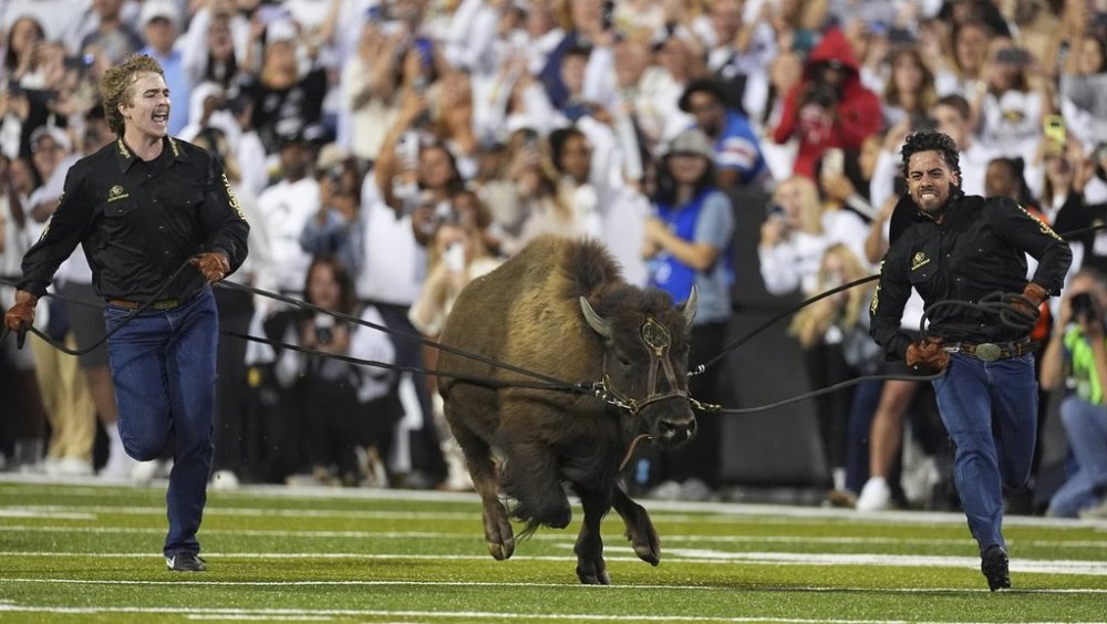 Handlers guide Colorado's new mascot, Ralphie VII, before an NCAA college football game against Wyoming, Saturday, Sept. 20, 2025, in Boulder, Colo. (AP Photo/David Zalubowski)