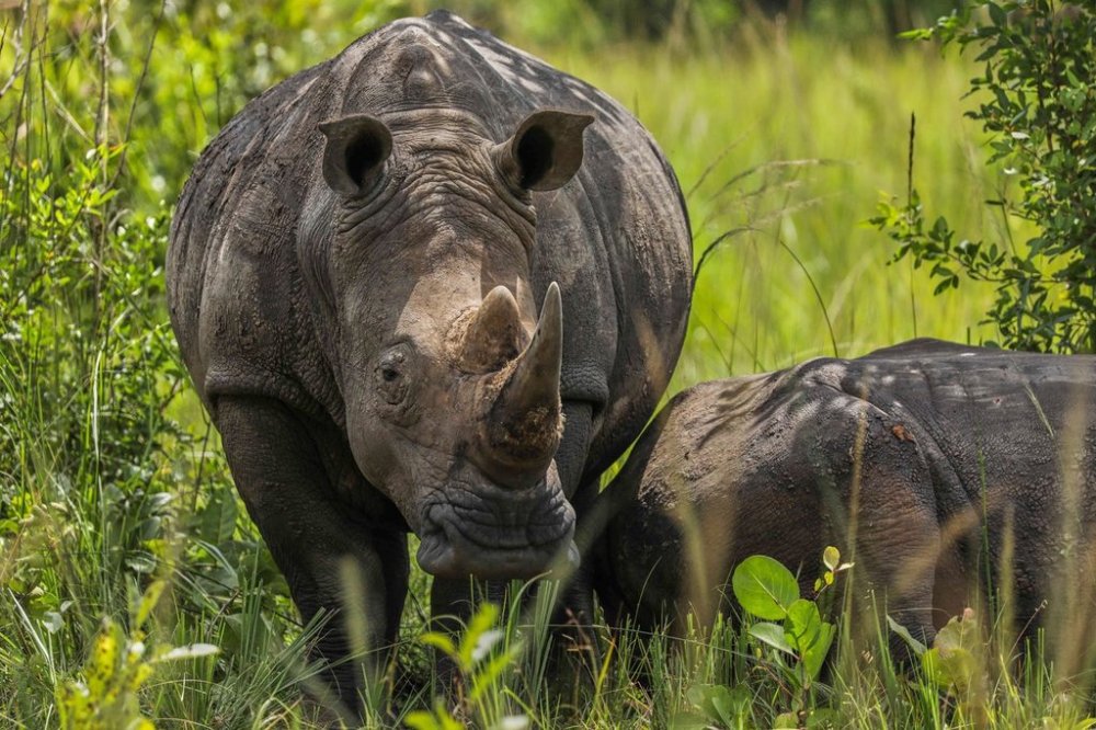 Two rhinos rest under a tree at the Ziwa Rhino Sanctuary, northwest of Nakasongola, Uganda, Monday, Sept. 22, 2025. (AP Photo/Hajarah Nalwadda)