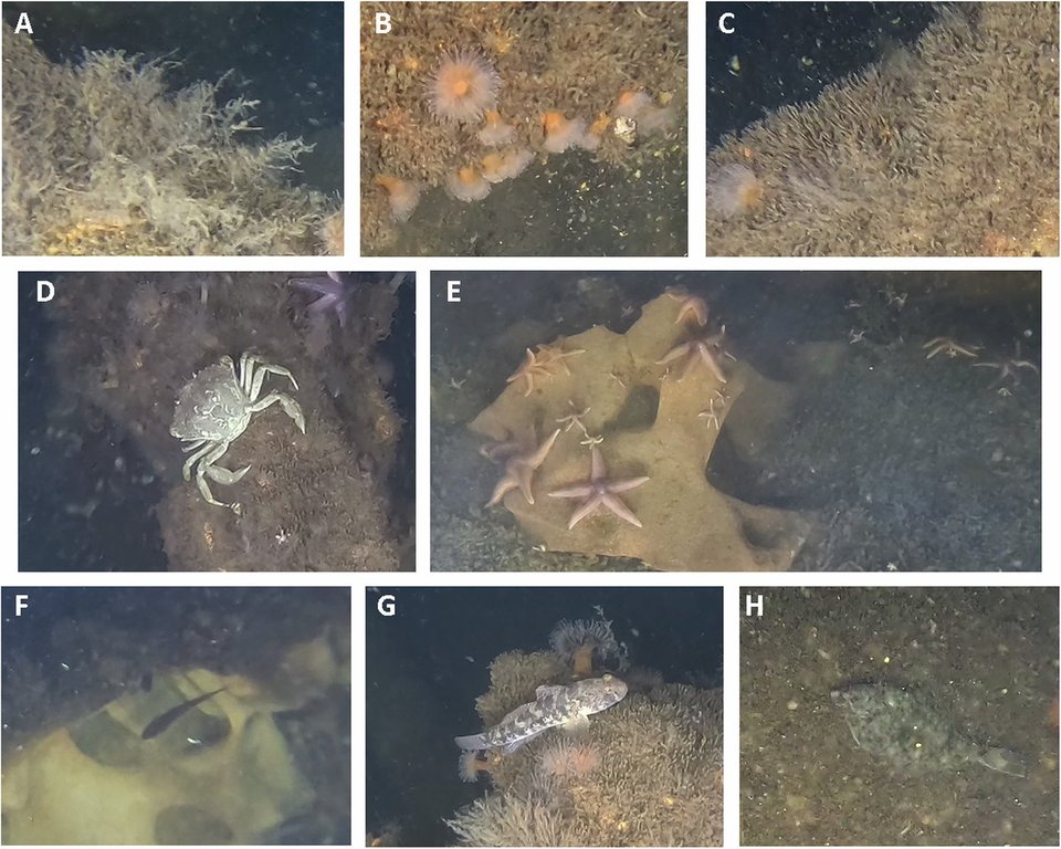 This image provided by Andrey Vedenin shows sea creatures living on dumped World War II explosives in the Baltic Sea. (Andrey Vedenin, GEOMAR via AP)