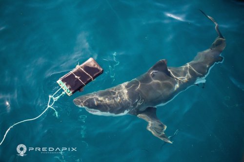 This Nov. 2019 photo provided by Predapix/Sam Cahir shows a White shark investigating testing board with bite-resistant neoprene at Neptune Island Group Marine Park in Australia. (Sam Cahir/Predapix via AP)