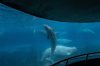 Beluga whales swim in a tank at the Marineland amusement park in Niagara Falls, Ont., Friday, June 9, 2023. THE CANADIAN PRESS/Chris Young
