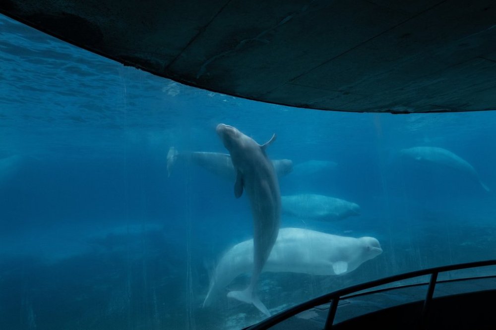 Beluga whales swim in a tank at the Marineland amusement park in Niagara Falls, Ont., Friday, June 9, 2023. THE CANADIAN PRESS/Chris Young