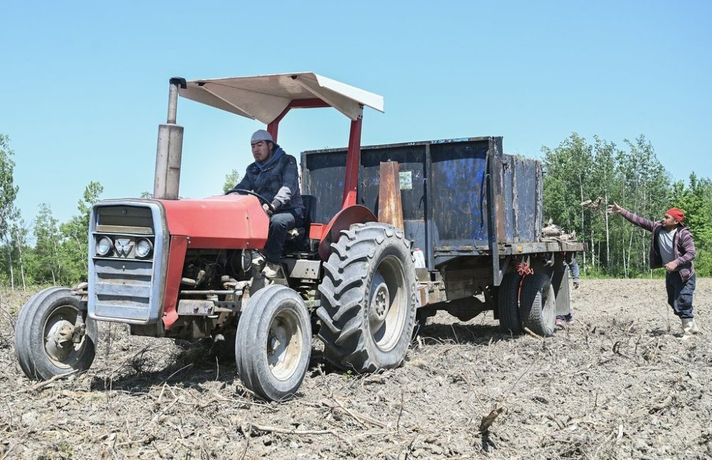 Bernabe Buch Gomez and Angel Anibal Colon Sanum, right, both temporary foreign workers from Guatemala, clear a field in preparation for corn planting at Quinn Farm in Notre-Dame-de-l'Ile-Perrot, west of Montreal, on Sunday, June 4, 2023. THE CANADIAN PRESS/Graham Hughes