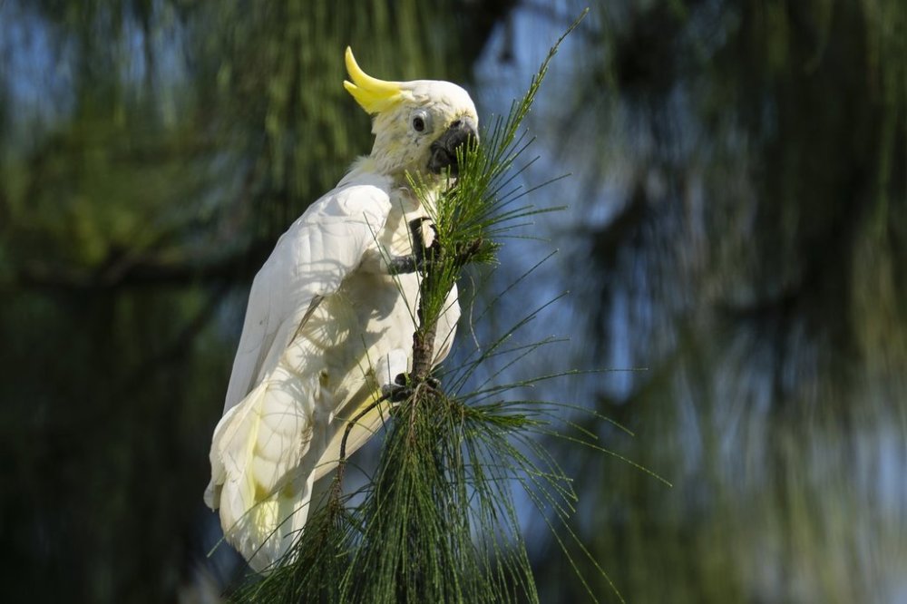 A wild yellow-crested cockatoo perches on a tree in Victoria Park in Hong Kong, on Aug. 22, 2025. (AP Photo/Chan Long Hei)