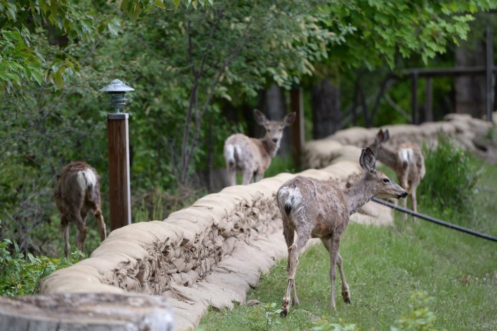 Deer walk near the Granby River in Grand Forks, B.C., on Wednesday, May 16, 2018. THE CANADIAN PRESS/Jonathan Hayward