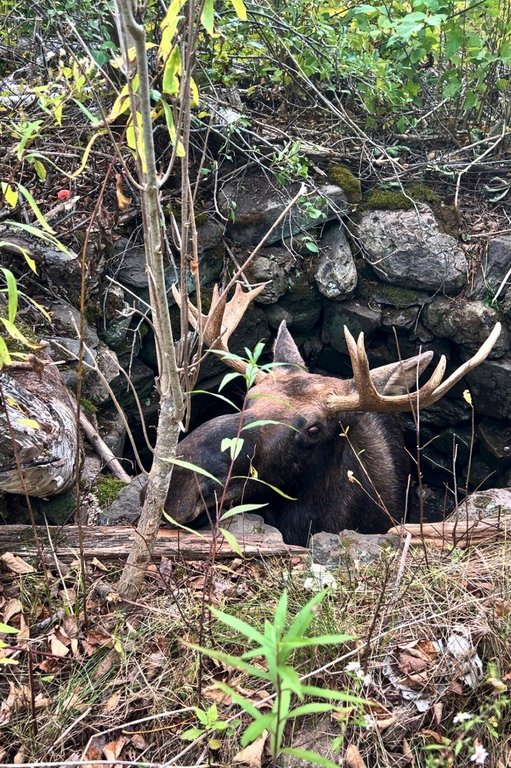In a photo taken Sept. 17, 2025 in Pembroke, Maine, a moose is trapped in an abandoned well. (Delaney Gardner via AP)