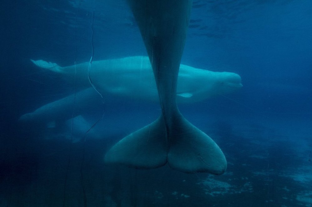 Beluga whales swim in a tank at Marineland amusement park in Niagara Falls, Ont., Friday, June 9, 2023. THE CANADIAN PRESS/Chris Young