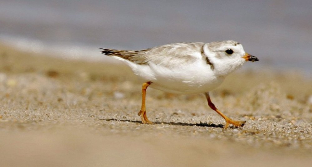 In this July 12, 2007 file photo, an adult Piping Plover runs along a beach as waves lap on the shore in the background, in the Quonochontaug Conservation Area, in Westerly, R.I. Federal and state officials are announcing a long-term conservation plan in Massachusetts for the piping plover that could relax some restrictions on the state's beaches that have helped protect the shore birds. (AP Photo/Steven Senne/FILE)