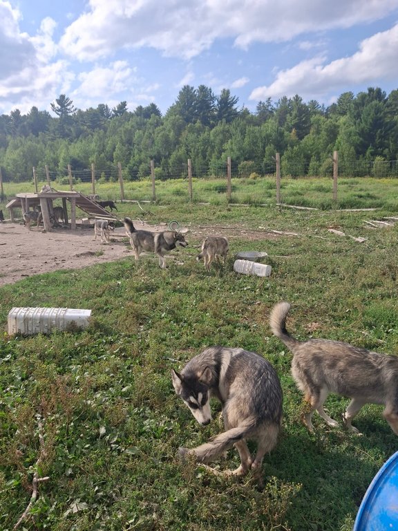 A group of wolf-dogs, canines with mixed domestic dog and wolf lineages, are seen on their owner Bryton Bongard's property in Wahnapitae, Ont., in an undated handout photo. THE CANADIAN PRESS/Handout - Bryton Bongard (Mandatory Credit)
