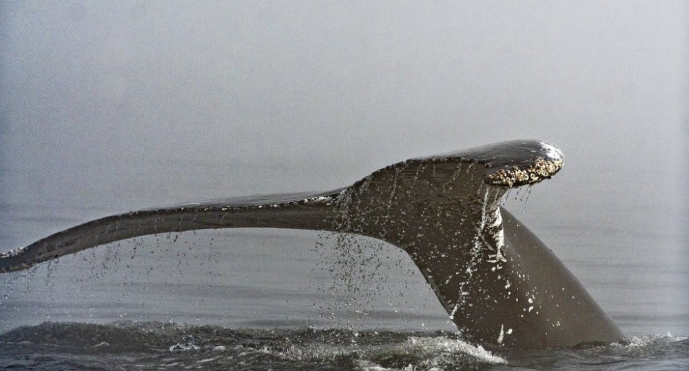 The tail of a humpback whale comes out in the morning fog, on the Saint-Lawrence River in Tadoussac Que., Tuesday, Aug. 11, 2020. THE CANADIAN PRESS/Jacques Boissinot