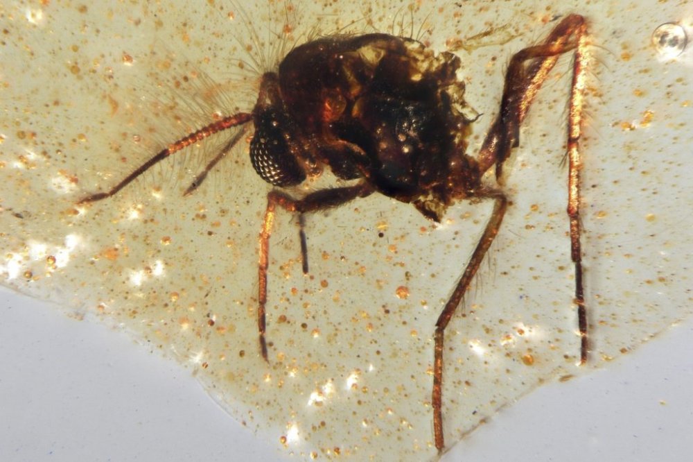 This photo provided by researchers in September 2025 shows a Diptera Nematocera fly of the family Chironomidae (non-biting midges) trapped in a Cretaceous-era amber sample discovered in Ecuador. (Mónica Solórzano-Kraemer via AP)