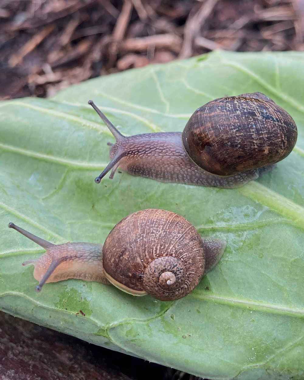 Ned, bottom, a pale-bodied snail who has a left-spiralling shell pictured with a right-spiralling snail in a small town in the Wairarapa, New Zealand, on Aug. 22, 2025. (Giselle Clarkson via AP)