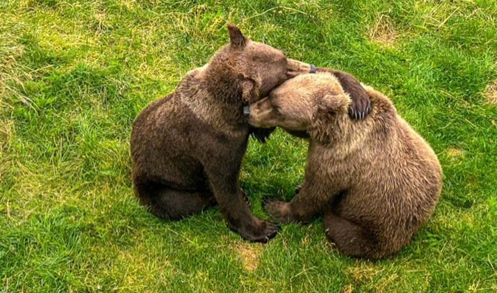 This image provided by the National Park Service shows members of the cubs 803s at the Katmai National Park and Preserve in Alaska on Sept. 7, 2025. (D. Colson/National Park Service via AP)