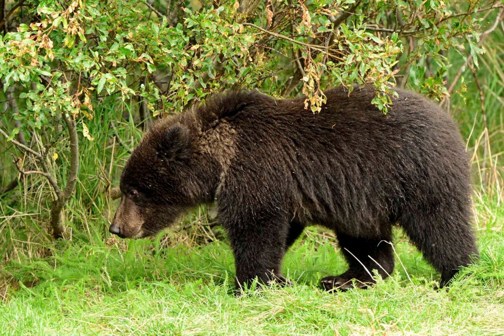 This image provided by the National Park Service shows 26 male cub at the Katmai National Park and Preserve in Alaska on Sept. 13, 2025. (C. Loberg/National Park Service via AP)