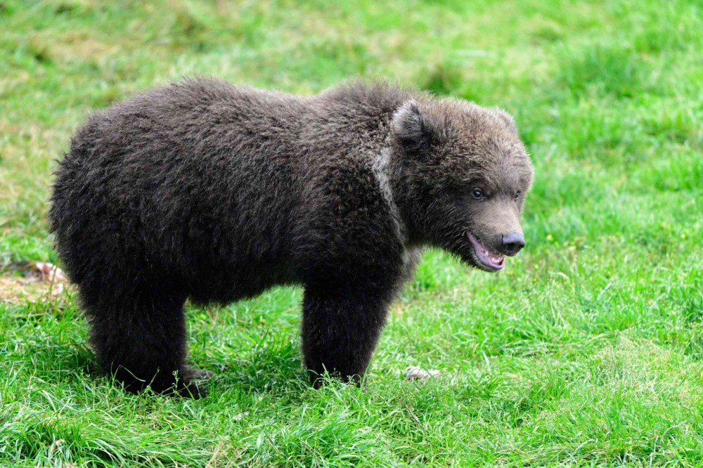 This image provided by the National Park Service shows 26 female cub at the Katmai National Park and Preserve in Alaska on Sept. 13, 2025. (C. Loberg/National Park Service via AP)
