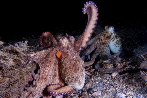 This photo provided by researchers in September 2024 shows a mating pair of wild Octopus americanus, one displaying the arm action 