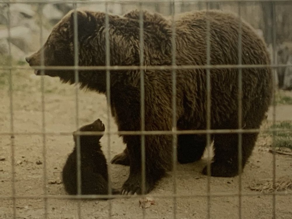 Khutzeymateen, nicknamed Khutzy, was born at the Wilder Institute/Calgary Zoo 35 years ago. She can be seen in this undated handout photo as a cub in her habitat at the zoo. THE CANADIAN PRESS/Handout - The Calgary Zoo (Mandatory Credit)