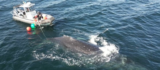 Department of Fisheries and Oceans personnel work to remove 137 metres of rope and gear from a humpback whale in Nanoose Bay, B.C. (Handout / Department of Fisheries and Oceans / The Canadian Press)