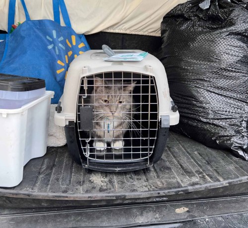 SUPPLIED

A Steinbach animal rescue charity was hit by a second catastrophe in a year as basements and streets flooded while some communities were inundated by two months’ worth of rain overnight Thursday.
Photos taken Friday morning, September 12, 2025