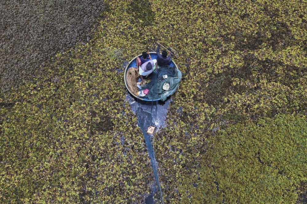 Fisherman Sunil Kumar, bottom, spreads a fishing net to help remove the weeds floating on Doddajala Lake on the outskirts of Bengaluru, India, Saturday, Aug. 23, 2025. (AP Photo/Aijaz Rahi)