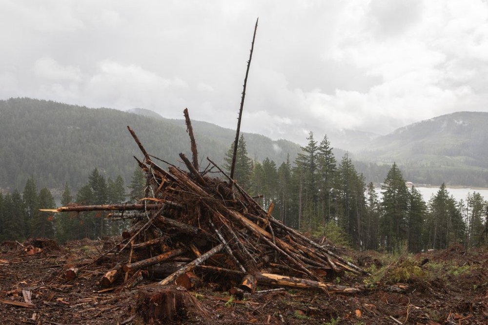 A slash pile is seen above the Alberni Inlet, looking towards Mount Underwood, south of Port Alberni, B.C., on Saturday, Aug. 16, 2025. THE CANADIAN PRESS/Chad Hipolito