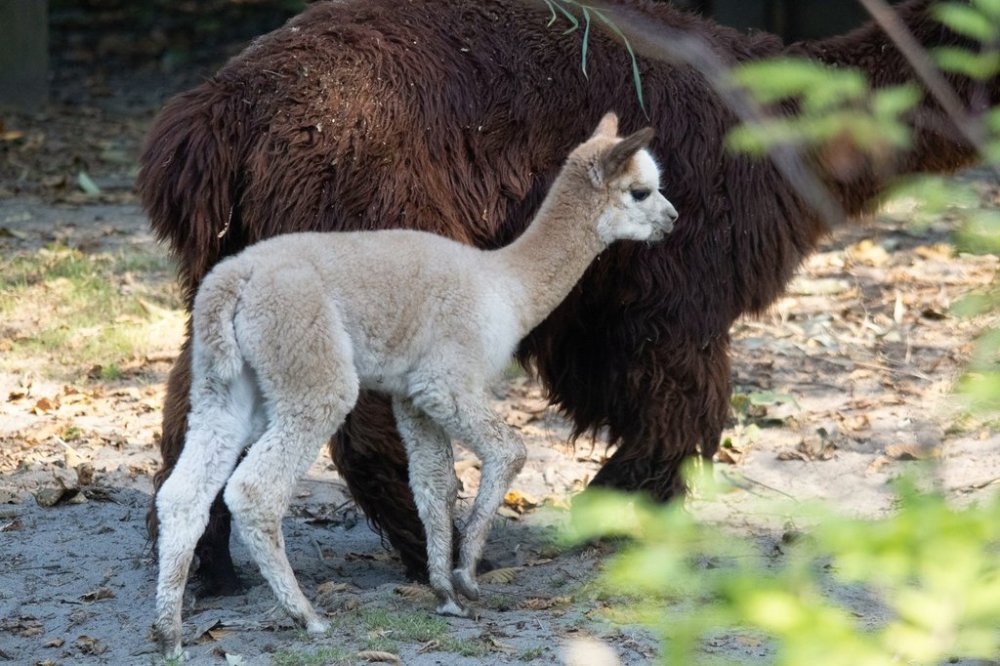 Newborn alpaca, nicknamed Carmela after her fluffy caramel-coloured coat, takes her first steps alongside her mother Penelope, at the Greater Vancouver Zoo in this Aug. 5, 2025 handout photo. THE CANADIAN PRESS/Handout, Greater Vancouver Zoo, Michael Jacobsen (Mandatory Credit)